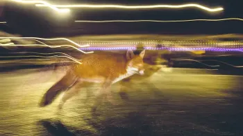 Sonderausstellung  «Der Fuchs – Meister der Anpassung»