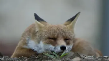 Führung durch die Sonderausstellung «Der Fuchs – Meister der