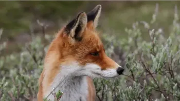 «Der Fuchs – Dank Anpassung auf der ganzen Welt zuhause»