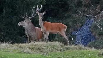 Führung durch die Sonderausstellung «Wild.Wald.Wir.»