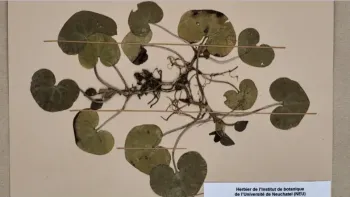 Botanische Schätze im Naturmuseum St. Gallen - mit Garten Ca