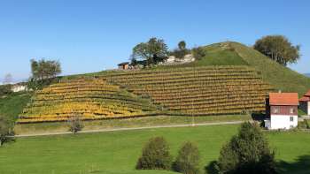 Rebberg am Gupfen Rebberg am Gupfen