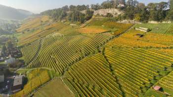 Roman Rutishauser - Weingut am Steinig Tisch