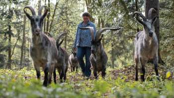 GEISSGADA - Goat Events with Heart