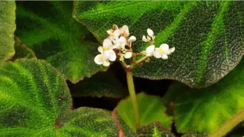 Faszinierende Blätter und Blüten – die Begonien