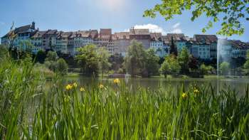 Foxtrail Wil  Foxtrail Wil