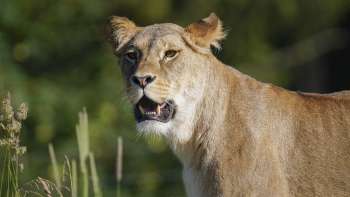 Walter Zoo AG Gossau Walter Zoo AG Gossau